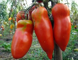 Красный мустанг купить