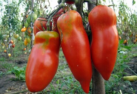 Красный мустанг - Добродар
