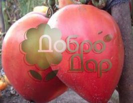 Чудо землікупити