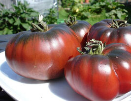 Томат Шоколадная амазонка купить