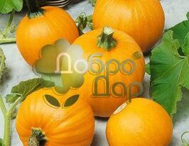Ві-бі-літлкупити