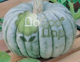 Жархадалкупити