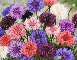 Волошка Садова сумішкупити