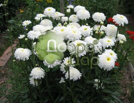 Ромашка махровая белая купить