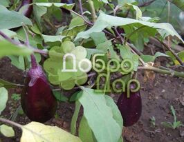 Ультраранний F1 купить