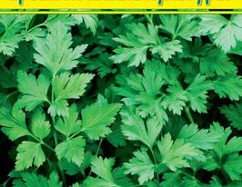 Зелень і пряно-ароматичні культури. Практичний довідниккупити