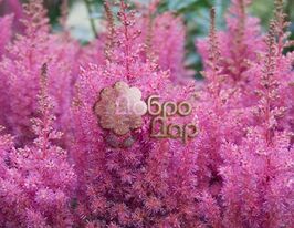 Астільба Глорія Пурпуреа (Gloria Purpurea)купити