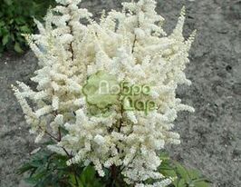 Астильба японская Ellie (Элли) купить