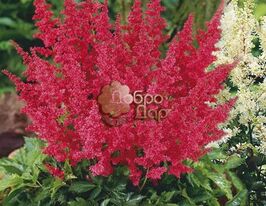 Астильба японская Montgomery (Монтгомери) купить