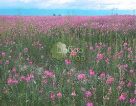 Эспарцет 1 кг купить