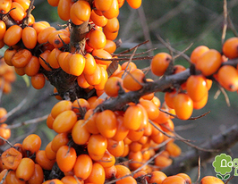 Облепиха крушиновидная Hippophae rhamnoides купить