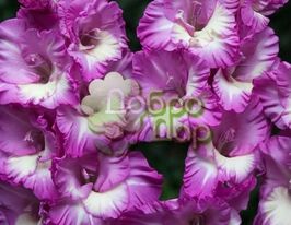 Гладиолус Anouk (Анук) купить