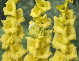 Гладиолус Route du Soleil (Рут ду Солейл) купить