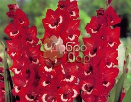 Гладиолус Sparkler (Спарклер) купить