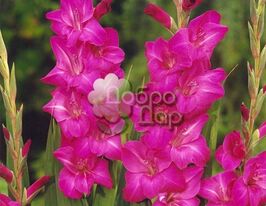 Гладиолус Violet Moon (Виолет Мун) купить