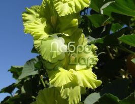 Гладиолус Miss Green (Мисс Грин) купить