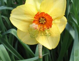 Нарцис Простий Altruist (Альтруїст)купити