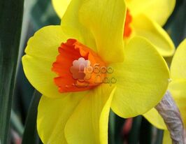 Нарцис Простий Suzy (Сьюзі)купити