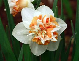 Нарцис махровий Exravaganza (Ексраваґанза)купити