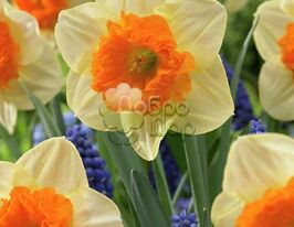 Нарцис махровий Bulley (Буллей)купити