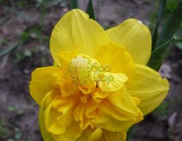 Нарцисс махровый Raffles (Раффлс) купить