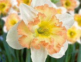 Нарцис з Розчепленою Коронкою Taurus (Таурус)купити