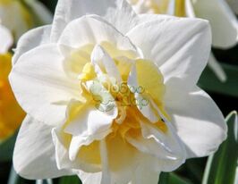 Нарцис ароматний Constantinople (Константинополь)купити