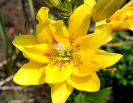 Лілія махрова Фата Моргана (Fata Morgana)купити