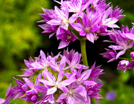 Цибуля декоративна Юніфоліум (Unifolium)купити