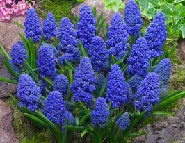 Мускарі Блю спайк (Blue spike)купити