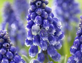 Мускари Bling Bling (Блинг Блинг) купить