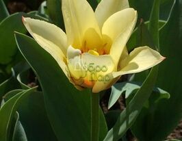 Тюльпан Грейга Альбион Стар (Albion Star) купить