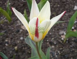 Тюльпан Ботанический Johann Strauss (Иоганн Штраус) купить