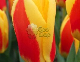 Тюльпан Ботанический Stresa (Стреза) купить