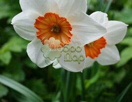 Нарцис Простий Professor Einstein (Професор Ейнштейн)купити