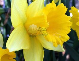 Нарцис Простий Golden Harvest (Золотий врожай)купити