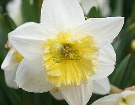 Нарцисс Айс Фоллис (Ice Follies) купить