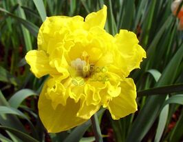 Нарцис з Розчепленою Коронкою Flyer (Флаєр)купити