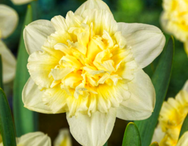 Нарцис махровий Айс Кінг (Ice King)купити