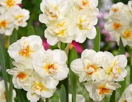 Нарцисс Сэр Уинстон Черчилль (Sir W. Churchill) купить