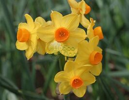 Нарцис Ароматний Grand Soleil d'or (Гренд Солейл дор)купити