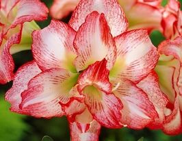 Амариллис Дабл Рекорд (Double Record) купить