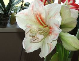 Амариліс Німфа (Nymph)купити