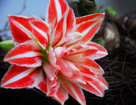 Амариллис Денсинг Квин (Dancing Queen) купить