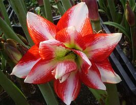 Амариллис Exotic Peacock (Экзотический павлин) купить