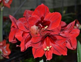 Амариллис Гранд Дива (Grand Diva) купить