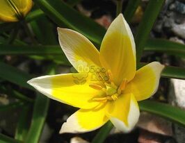 Тюльпан Ботанический Tarda (Тарда) купить