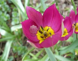 Тюльпан Ботанический Persian Pearl (Персидская жемчужина) купить