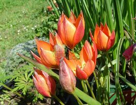 Тюльпан Ботанический Little Princess (Маленькая прицесса) купить