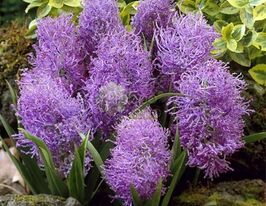 Мускари Плюмосум (Plumosum) купить